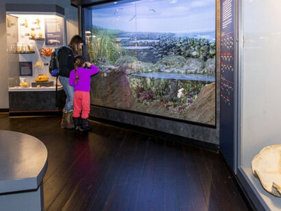 Marine Life in the Putnam Family Gallery. Courtesy of Harvard Museum of Natural History