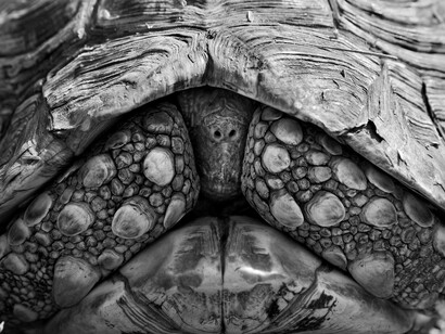 Leopard tortoise. Mara Conservancy, Kenya, 2005