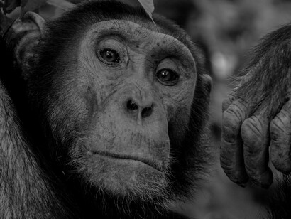 Primo piano di uno scimpanzè