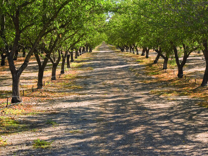 Microriego utilizado en un huerto de almendros en California, EE.UU.
Es lindo pensar que podemos explorar alternativas, tejer nuevas redes y encontrar otras formas de sostenernos en este sistema que se cae lentamente