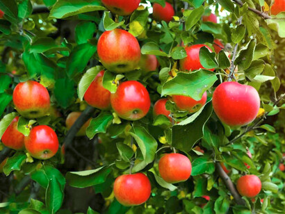 Árbol lleno de manzanas