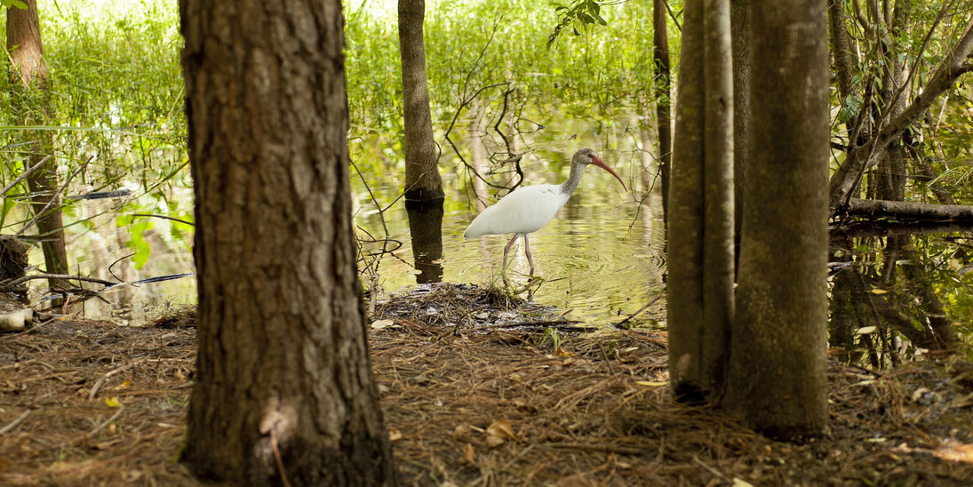 Natural Area Teaching Lab Trails. Courtesy of Florida Museum of Natural History