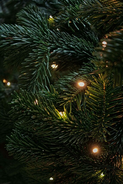 Según el mito cristiano, el origen del árbol de navidad se relaciona con el roble de Thor talado por San Bonfiacio