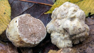 Il tartufo italiano è considerato un'eccellenza gastronomica mondiale, apprezzato per il suo aroma intenso e inconfondibile