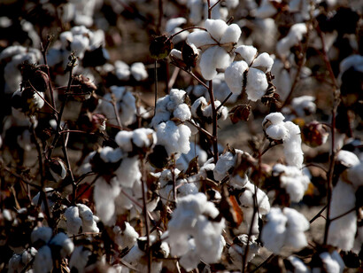 Close-up shot of cotton from a regenerative cotton farm, highlighting eco-friendly practices and the work of textile artisans