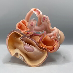 Kim Harty, Fallopian, 2024,
blown and cut glass,
6 x 8 x 4 in. (15.2 x 20.3 x 10.2 cm). Courtesy of the artist and Heller Gallery