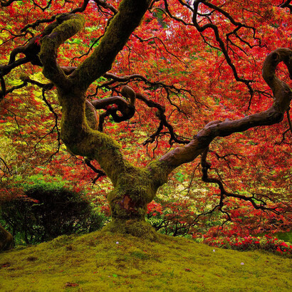 Arce palmeado en el Jardín japonés de Portland, Oregón