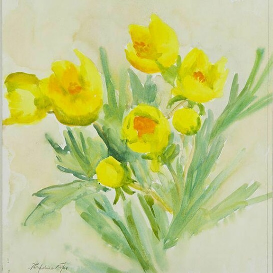 Perpetua Pope, Yellow Flowers
