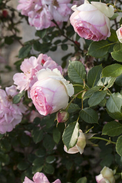 Rose nel giardino di Santa Maria Novella