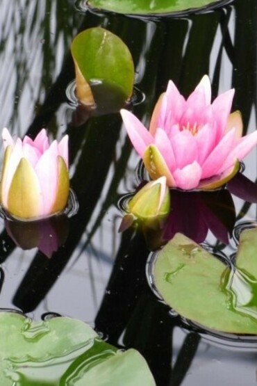 Ninfea Pygmaea Rosea