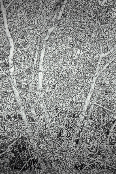 Millefolia. Courtesy of Rebecca Hossack Art Gallery