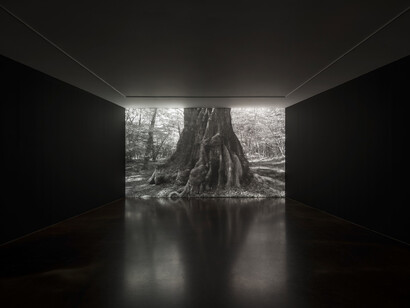 Nature rules, exhibition view. Courtesy of Kukje Gallery 