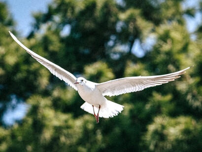 Imagen de una gaviota blanca volando con las alas extendidas frente a un fondo de árboles verdes desenfocados, símbolo de paz