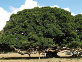 Los egipcios nos dejan un mensaje en algunos papiros del árbol sicomoro. Ficus sycomorus. Eritrea