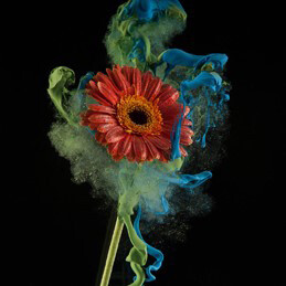 Newbold Bohemia, Gerbera, 2014, 30 x 30 inches, C print, edition of 10
