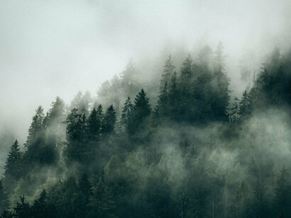 A pine forest covered in soft morning mist, reflecting the patience required to truly understand the natural world