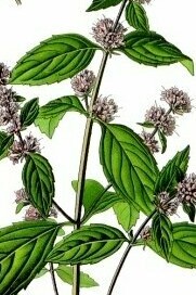 Mentha piperita, ilustración de Eugen Köhler publicada en 1897