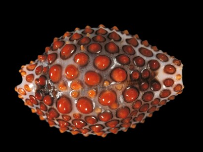 Jenneria pustulata. Ovulidae, Conchiglie (5 Continents Editions), photo Paul Starosta