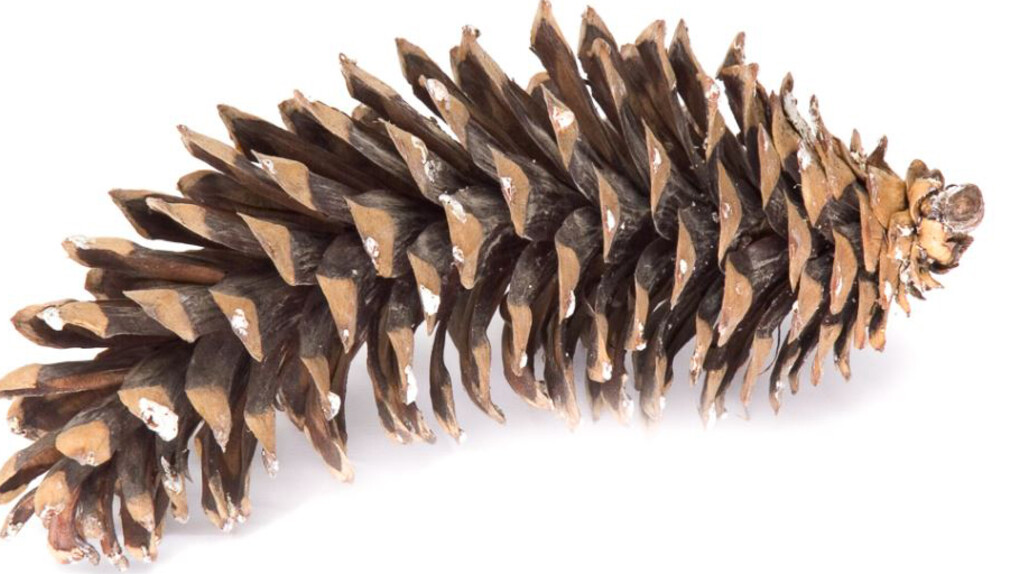 Botany. Courtesy of Royal BC Museum