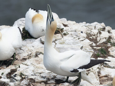 A Norther Gannet in skypointing display (c) Gehan de Silva Wijeyeratne