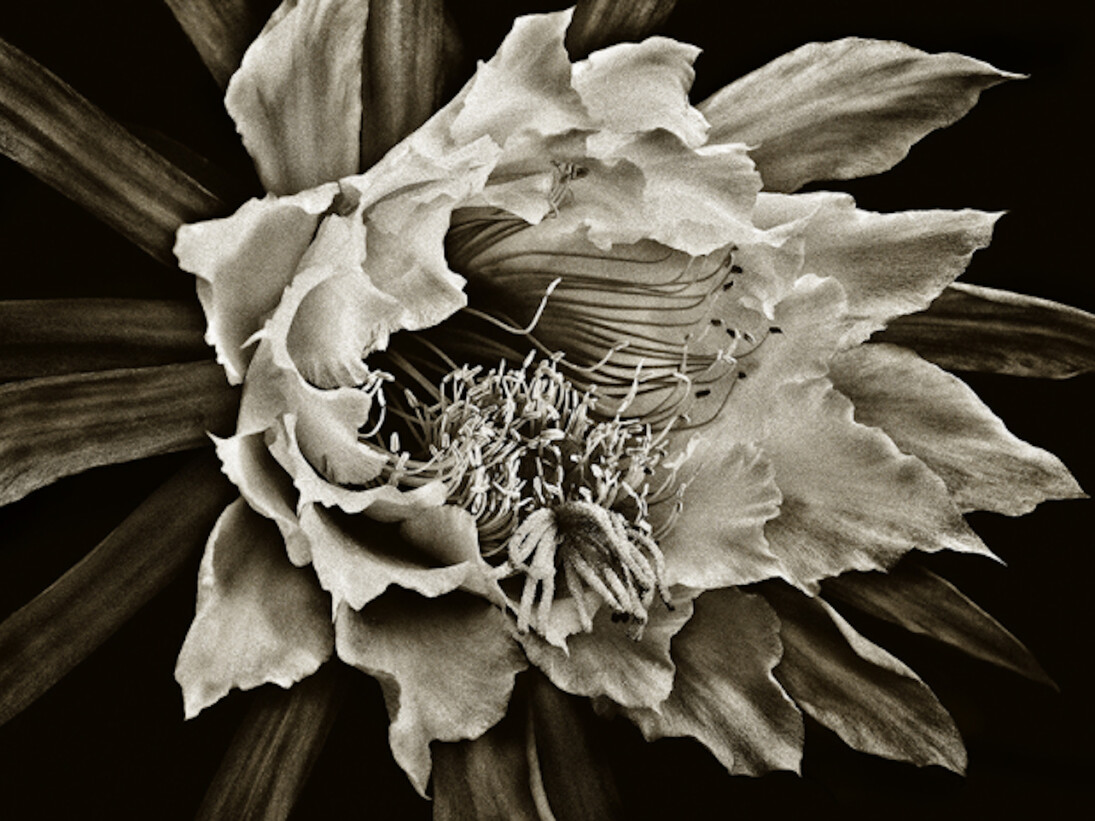 Floraphilia. Courtesy of Soho Photo Gallery 