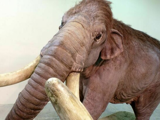 Going on display is a full-scale replica of an impressive Columbian mammoth, which would have stood around 4 metres tall, © Blue Rhino Studio