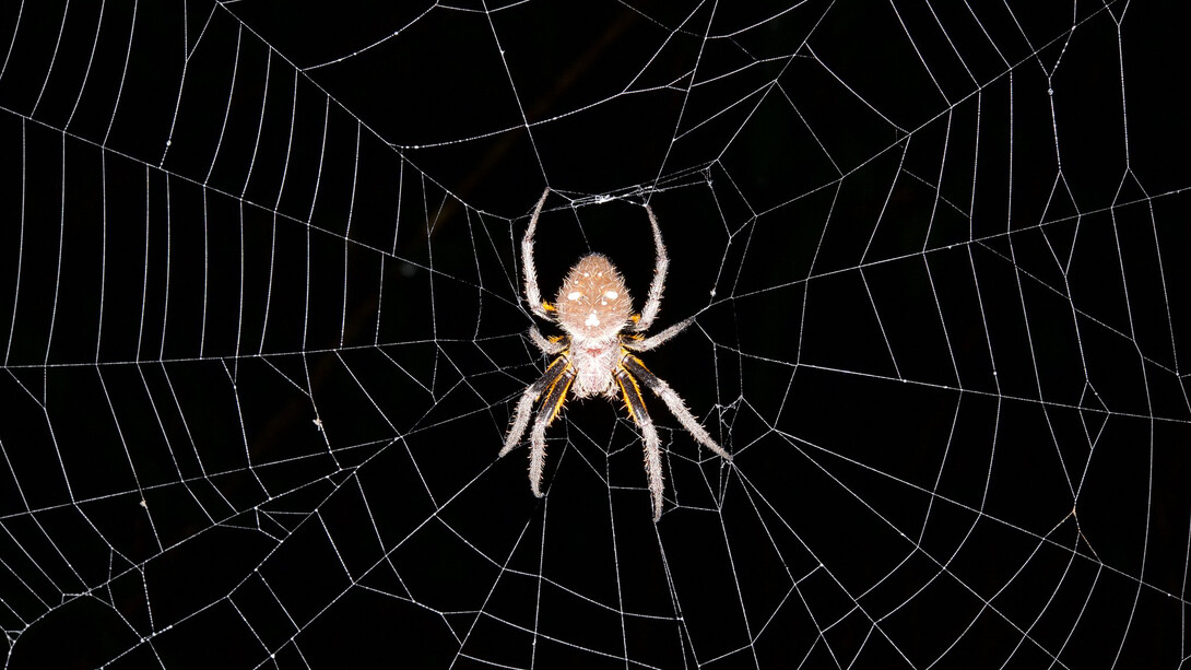 Una araña en su tela