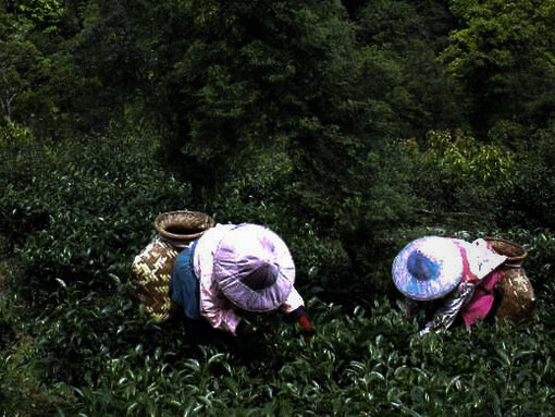 Farmers picking up tea leaves, in the tea estate of Assam, India
