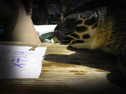 Tortuga carey macho encontrado en el Golfo de Paria el pasado 25 de octubre en aguas venezolanas