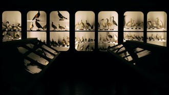 Sala naturalistica nel Museo Calderini, Palazzo dei Musei, Varallo, Italia. Luogo scelto come sfondo al video del brano "Moderata  Fonte" di Carlotta Sillano