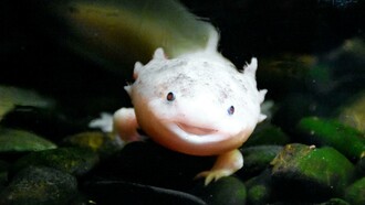 Esemplare di Ambystoma mexicanum (axolotl), Spagna