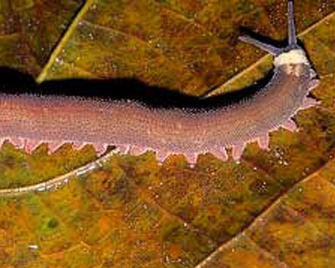 Zoology collections. Courtesy of Natural History Museum 