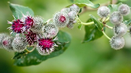 La bardana minore (Arctium minus) 