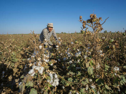 Cotton picking in Termez, Uzbekistan, showcasing the country's agricultural practices and rural life