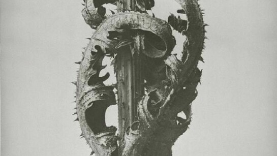 Dipsacus laciniatus, Cutleaf Teasel, Opposite Leaves at Stem, Before 1926 Gelatin Silver Print, 29.7 x 23.7 cm, Long-term loan from Berlin University of the Arts Karl Blossfeldt Collection at Die Photographische Sammlung/SK Stiftung Kultur, Cologne