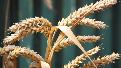 La matière organique se renouvelle 