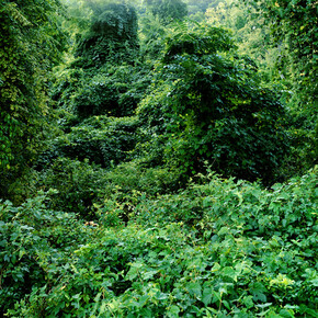Anna Collette, Untitled (invasive species #77), 2008, 24 x 30 inches, Lambda print