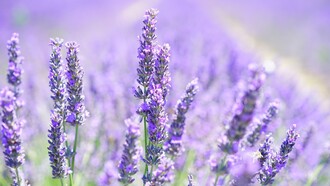 Lavander fields around Grasse