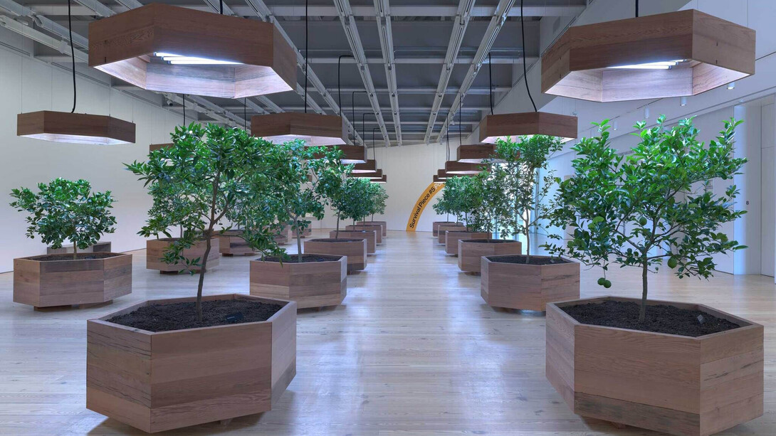 Helen Mayer Harrison and Newton Harrison, Survival piece #5, portable orchard, exhibition view. Courtesy of Whitney Museum