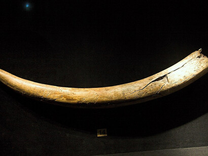Fragment of a mammoth tusk decorated with incisions, 40 cm. Dolní Věstonice, Gravettian. Original. Temporary exhibition the Mammoth hunters in the NM Prague, The Moravian Museum