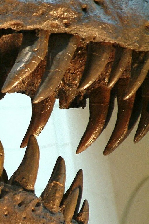 Sue, Museo Field de Historia Natural, Chicago, Illinois, Estados Unidos