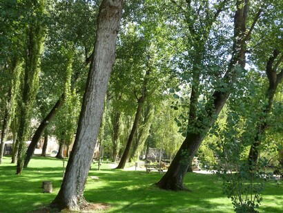 Alberi a Clitunno, provincia di Perugia, Umbria. Tante le specie arboree di questo scrigno: pioppo nero, pioppo cipressino, ontano, salice bianco, cipresso (inclusi rari esemplari di cipresso calvo), leccio e gelso