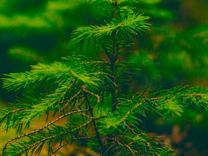 Naturaleza o Lenguaje