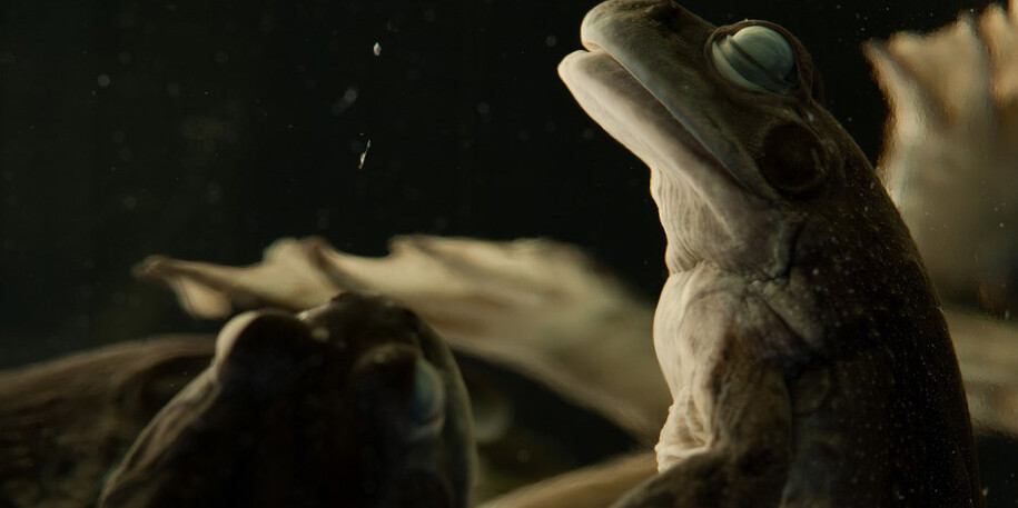 Herpetology. Courtesy of Royal BC Museum 