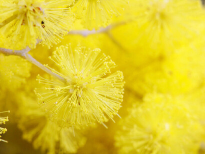 Sunshine Wattle: favorisce l’accettazione della gioia e della bellezza del presente, per chi è rimasto intrappolato nel passato
