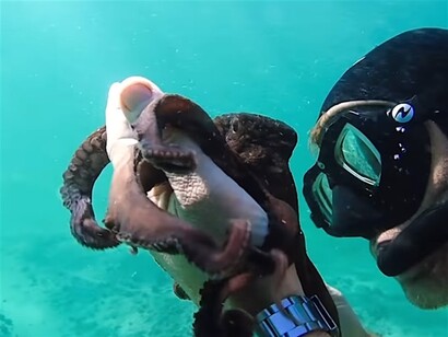 "My octopus teacher" (Il mio amico in fondo al mare)  è un film documentario del 2020 diretto da Pippa Ehrlich e James Reed