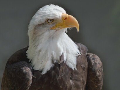 Águila calva, símbolo nacional de los Estados Unidos de América