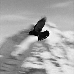 Taryn Simon, Switzerland (detail), Birds of the West Indies, 2014 © Taryn Simon. Courtesy of the artist and Gagosian Gallery