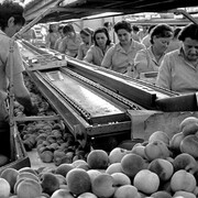 Marina Guerra - Braccianti donne in Romagna, 1974