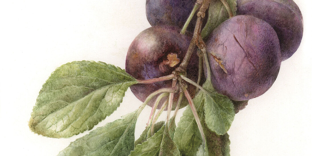 Tradescant’s Orchard. Courtesy of Garden Museum 
